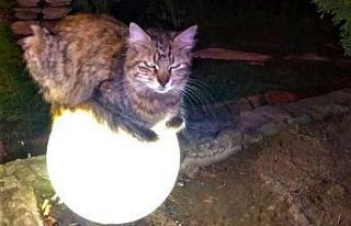 Sokakta üşüyen kedi ısınmak için bu yolu seçti