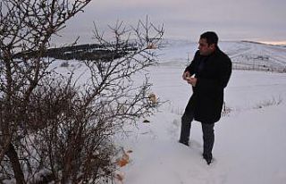 Sorgun’da sokak hayvanları için doğaya yiyecek...