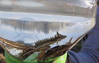 Su ejderhası sandıkları şeritli semender çıktı