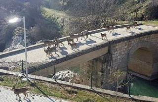 Sürü halindeki yaban keçileri güneşin tadını...