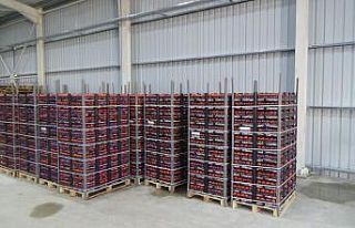 Tarım kredi kooperatifi domates alımına başladı