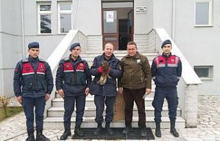 Tedavisi tamamlanan şahin doğayla buluştu