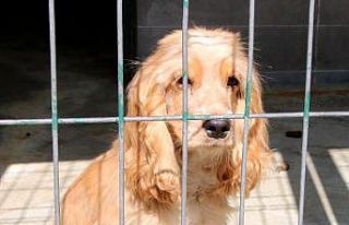 Terk etmek için bahane çok