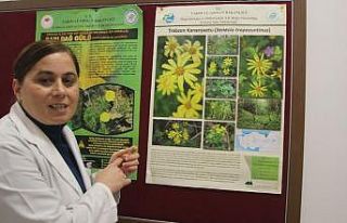 Trabzon Kanaryaotu ve Allı Gelin bitkisi hastalara...