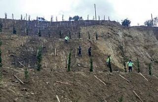 Ulaşlı’da toprak kayması yaşanan arazi ağaçlandırıldı