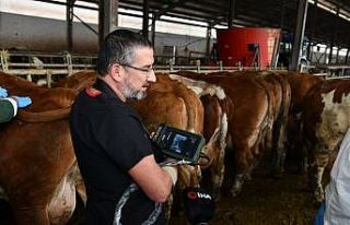 Ultrasonlu gebelik takibiyle hayvan varlığında...