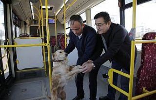 Üşüyen köpek yolcularla şehir turu attı