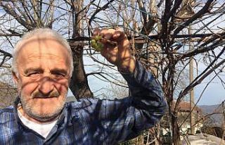 Üzüm asması kış ortasına meyve verdi