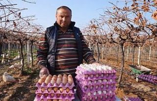 Üzüm üreticisi ’gezen tavuk’ hayalini gerçekleştirdi