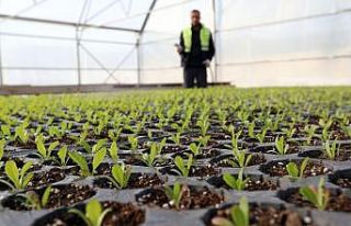 Van’da dondurucu havada çiçek üretimi
