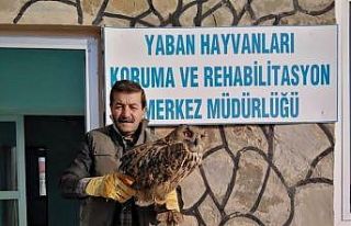 Van’da yaralı bulunan Puhu, tedavi altına alındı