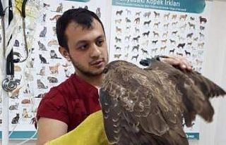 Vatandaşların bulduğu yaralı şahin tedavi altına...