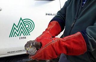 Yaralı halde bulunan atmaca tedavi altına alındı