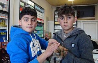 Yaralı kediye iki kuzen sahip çıktı