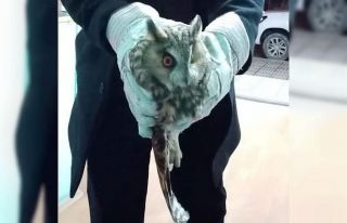 Yaralı kulaklı orman baykuşu tedavi altında