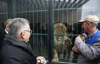 Yavru aslanların ismini vatandaşlar belirleyecek