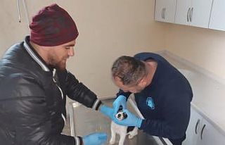 Yavru köpek donmaktan son anda kurtarıldı