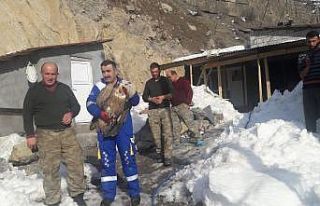 Zehirlenen kızıl akbaba tedavi altına alındı