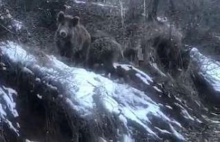 Aç kalan yaban domuzları köye indi