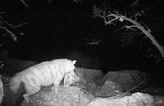 Adıyaman’da çizgili sırtlan foto kapana takıldı