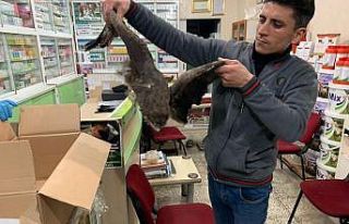 Birecik’te yaralı şahin tedavi altına alındı