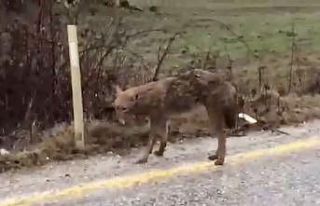 Çanakkale’de yol kenarında bitkin duran çakal...