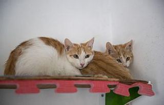 Çorumlu "30 kardeş" Mersinli oldu