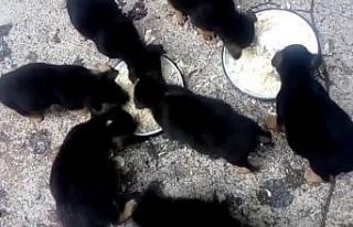 Derme çatma yuvada ölü bulunan sokak köpeklerinin...
