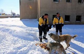 Gürpınar Belediyesi sokak hayvanlarını unutmadı