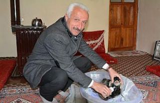 Hakkari’de erken doğan oğlağa bebek gibi bakılıyor