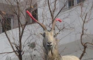 Kavga eden keçilerin boynuzuna hortum taktı