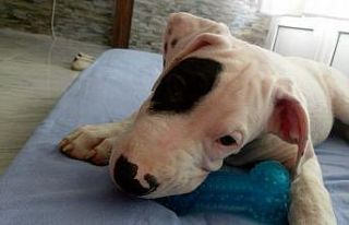 Köpeğini bulana 5 bin lira ödül verecek