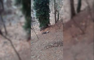 Kumalığı kabul etmeyen kadının başını taşla...