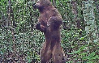 Küre Dağları’nın yaban hayatı fotokapanlarla...