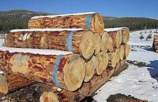 Kütahya’da 2 milyon 96 bin TL orman emvali satışı