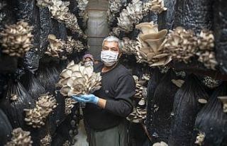 Mersin’de ’İstiridye Mantarı Projesi’