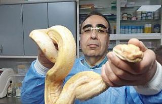 Midesinde tümör çıkan yılana başarılı ameliyat