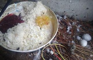 Minareye yuva yapan uğur böcekleriyle sinekleri...