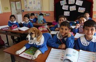 Önlük giydirilen yavru köpek okulun maskotu oldu