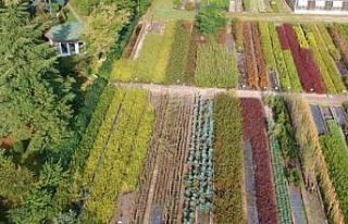 Ordu’da 16 yılda 22 milyon fidan üretildi