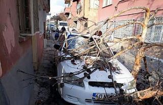 Tokat’ta aracın üzerine ağaç devrildi