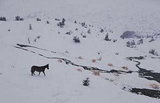 Uludere’de yaban hayvanları için doğaya yem bırakıldı