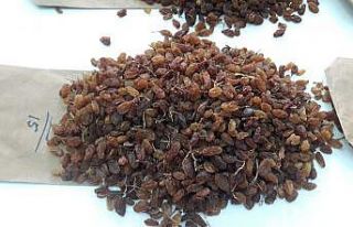 Üzümde ürün çeşitliliği rekabetçiliği arttıracak