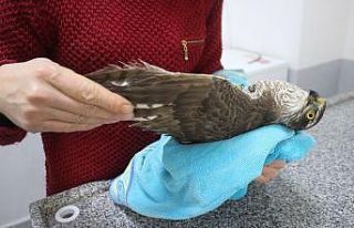 Yaralı ‘kerkenez’ kuşu doğaya salındı