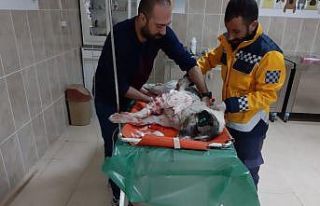 Yaralı köpeğe polis şefkati