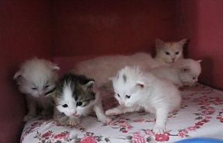 Yılın ilk Van kedileri dünyaya geldi