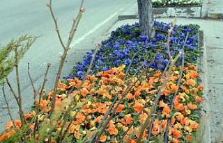 250 Bin çiçek toprakla buluşuyor