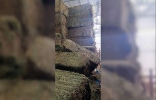 600 kiloluk balyanın altında kalarak can verdi