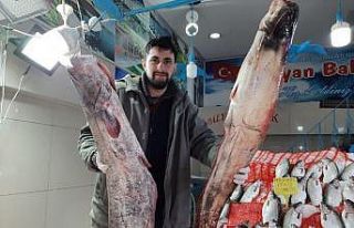 65 kilogramlık yayın balığı yakaladı