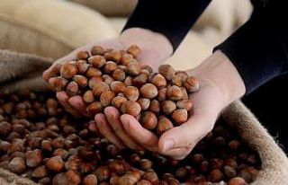 AB ülkelerine iki ayda 5 bin 156 ton 522 kilo fındık...